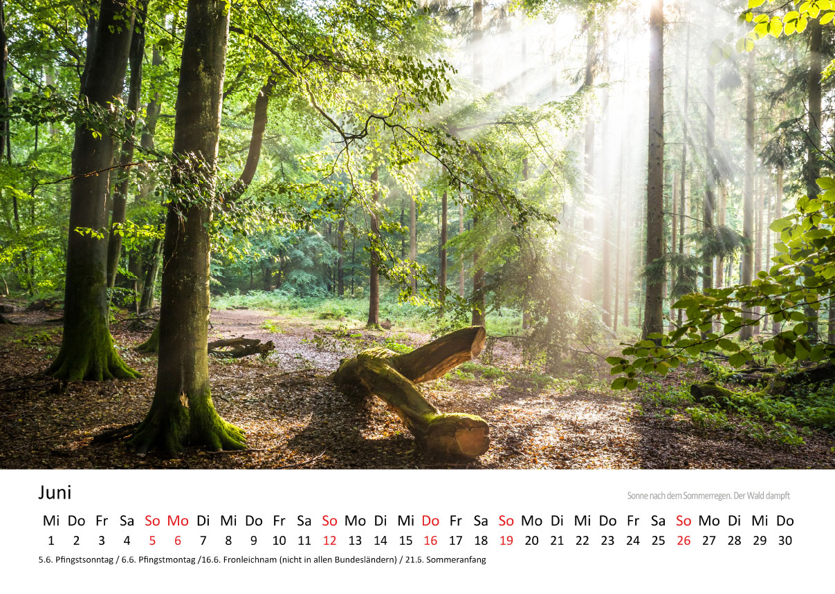 Kalender - Deutscher Wald 2025  Christian Müringer - Reise- und 